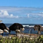 Cape Peninsula Private Tour - Final Thoughts: Who Will Love This Tour?