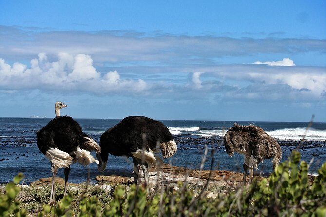 Cape Peninsula Private Tour - Final Thoughts: Who Will Love This Tour?