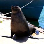 Cape Peninsula Private Tour Include Park Fees - What Makes This Tour Stand Out?