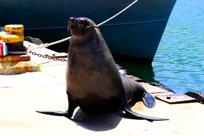 Cape Peninsula Private Tour Include Park Fees - What Makes This Tour Stand Out?