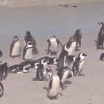 Cape Point and Boulder's Penguins Full Day Tour - Detailed Breakdown of the Itinerary