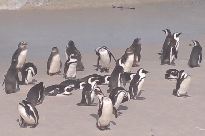 Cape Point and Boulder's Penguins Full Day Tour - Detailed Breakdown of the Itinerary