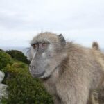 Cape Point and Cape of Good Hope day tour Up to 10 persons - Analyzing the Value