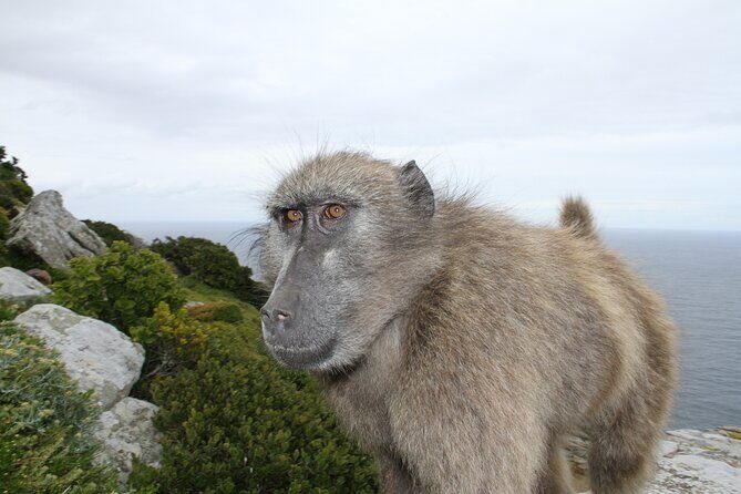 Cape Point and Cape of Good Hope day tour Up to 10 persons - Analyzing the Value