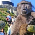 Cape Point & Penguins full day tour - Whats Included and Whats Not