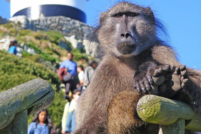 Cape Point & Penguins full day tour - Whats Included and Whats Not