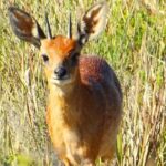 Cape Recife, Lighthouse and 4x4 Grysbok Reserve - HD14 - Why This Tour Is Worth Considering