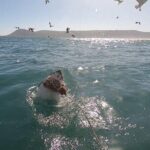 Cape Shark Diving Adventures - Key Points