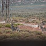 Cape Town Aquila Afternoon Safari with transport and lunch - Wildlife Encounters and Sightings