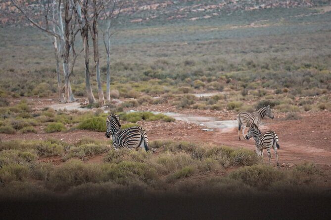 Cape Town Aquila Afternoon Safari with transport and lunch - Wildlife Encounters and Sightings