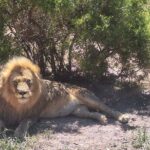 Cape Town Aquila Private Game Reserve Big Five Safari Adventure - Why This Tour Stands Out