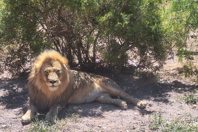Cape Town Aquila Private Game Reserve Big Five Safari Adventure - Why This Tour Stands Out