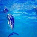 Cape Town Boat Trip - Why This Tour Could Be a Great Choice