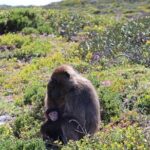 Cape Town: Cape of Good Hope Tour, Penguin Beach & Table Mountain - The Sum Up