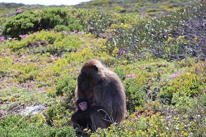 Cape Town: Cape of Good Hope Tour, Penguin Beach & Table Mountain - The Sum Up