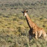 Cape Town Day Safari - What Travelers Love About This Safari