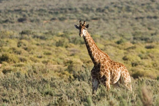 Cape Town Day Safari - What Travelers Love About This Safari