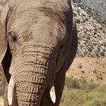 Cape Town Full Day Aquila reserve safari - The Experience vs. Expectations