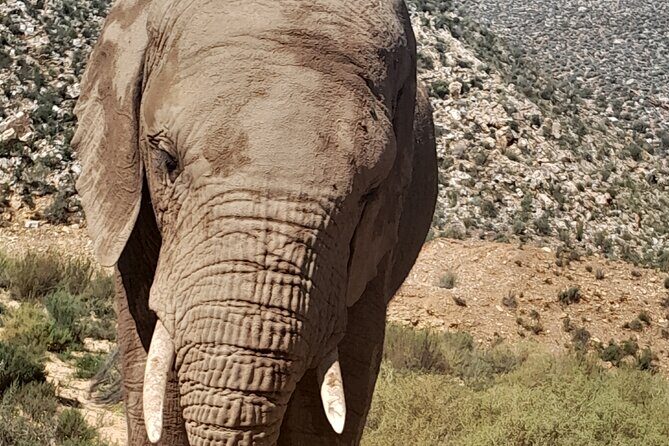 Cape Town Full Day Aquila reserve safari - The Experience vs. Expectations