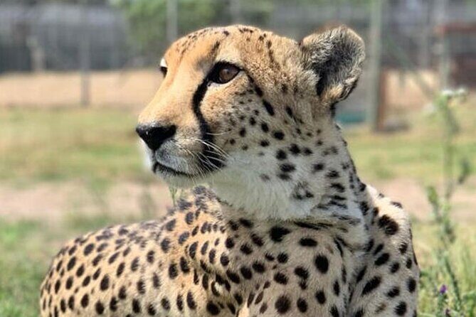 Cape Town Full Day Private Aquila Game Reserve Big 5 Safari - What Makes This Tour Stand Out?