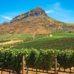 Cape Town Giraffe House, Cheetah Encounter and Wine Tasting Tour - An In-Depth Look at the Tour Experience