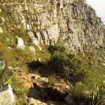 Cape Town: India Venster Half-Day Hike on Table Mountain - Authentic Experiences and Reviewer Insights