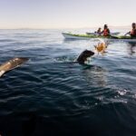Cape Town Kayak Adventure in Table Mountain Marine Reserve - The Itinerary in Detail