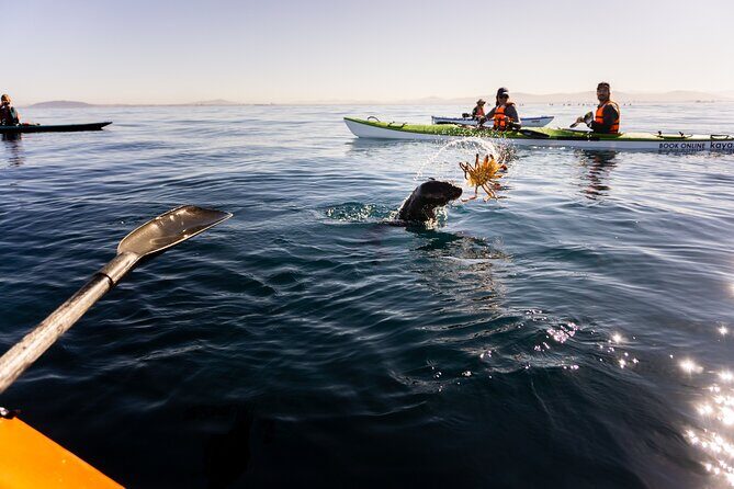 Cape Town Kayak Adventure in Table Mountain Marine Reserve - The Itinerary in Detail