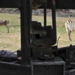 Cape Town Morning or Afternoon Safari Pick up Drop off Included - The Real Experience: What Travelers Say