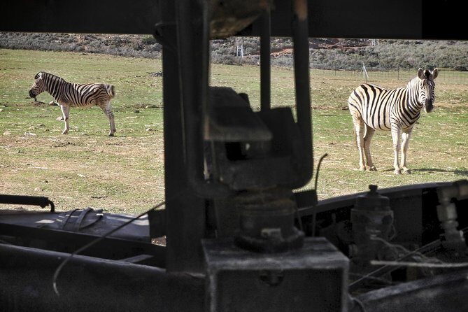 Cape Town Morning or Afternoon Safari Pick up Drop off Included - The Real Experience: What Travelers Say