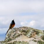 Cape Town Private Birding Tour - What Do Reviewers Say?