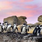 Cape Town Private Group Tour to Cape of Good Hope and Boulders Penguins Colony - Why This Tour Offers Great Value