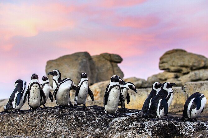 Cape Town Private Group Tour to Cape of Good Hope and Boulders Penguins Colony - Why This Tour Offers Great Value