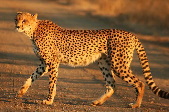 Cape town private - The Best of Big five safari - Scenic Drive & First Impressions