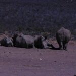 Cape Town Safari Big 5 experience all inclusive - Detailed Breakdown of the Itinerary