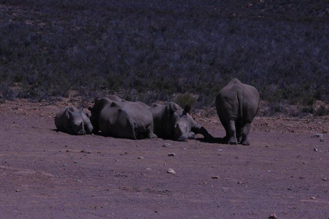 Cape Town Safari Big 5 experience all inclusive - Detailed Breakdown of the Itinerary