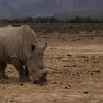 Cape Town Safari Transfers - The Value: Is It Worth the Cost?