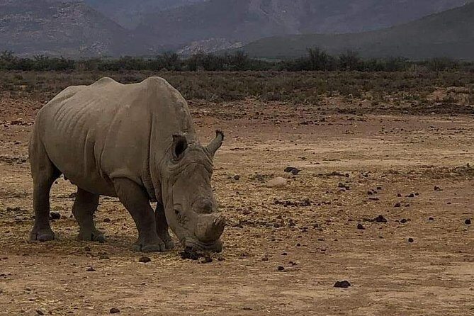 Cape Town Safari Transfers - The Value: Is It Worth the Cost?