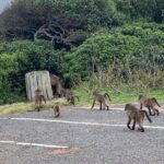 Cape Town Scenic Experience in 2 Days - Final Thoughts: Who Is This Tour Best For?