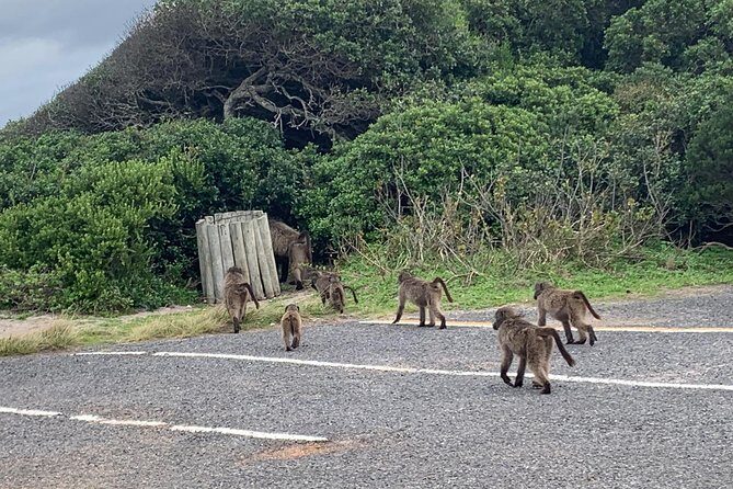 Cape Town Scenic Experience in 2 Days - Final Thoughts: Who Is This Tour Best For?
