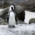 Cape Town - The Best of Aquila Safari Tour - The Experience in Detail