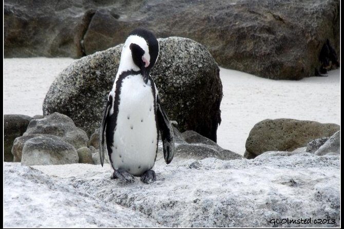 Cape Town - The Best of Aquila Safari Tour - The Experience in Detail