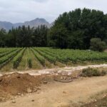 Cape Winelands Stellenbosch Franschhoek Paarl Tour from Cape Town - Final Thoughts: Is This Tour Worth It?