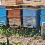 Cappadocia: Beekeeping Experience with Honey Tasting - An Authentic Dive into the World of Bees