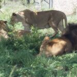 Captivating Safari Lion Park Experience (Half Day Guided Tour) - FAQ