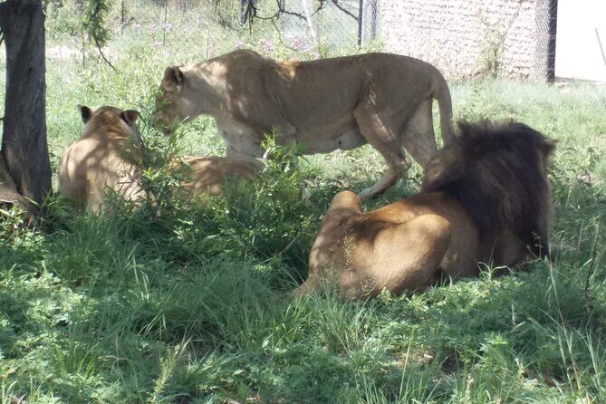 Captivating Safari Lion Park Experience (Half Day Guided Tour) - FAQ