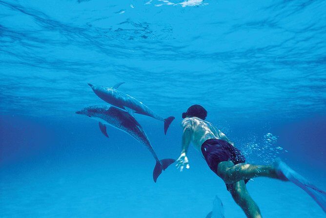 Catamaran Cruise to Ile Aux Bénitiers: Dolphin watch, Crystal Rock & Transfer - What Real Travelers Say