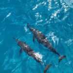 Catamaran Full-Day 3 island Northern Isles Cruise in Grand Baie - The Crew and Service: Making the Day Special