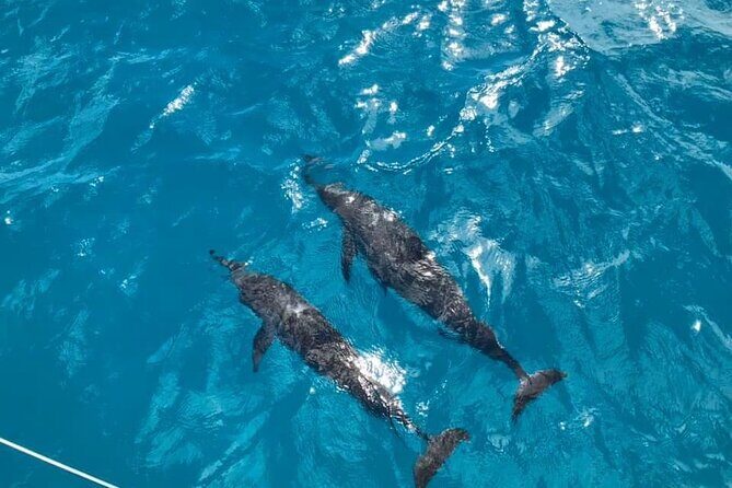 Catamaran Full-Day 3 island Northern Isles Cruise in Grand Baie - The Crew and Service: Making the Day Special