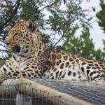 Cats in Conservation - Authentic Reviews and Insights